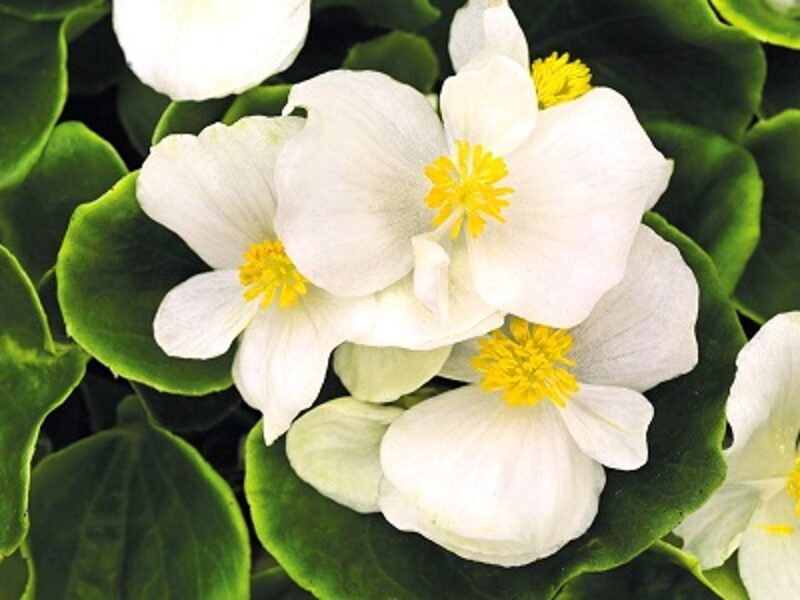 Ilgziedīgā begonija - Leduspuķe Sprint Plus F1 White 30 granulas Benary