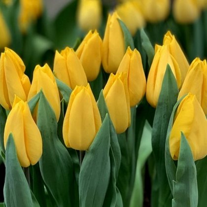 Tulpe triumfa Strong Gold 5 gab
