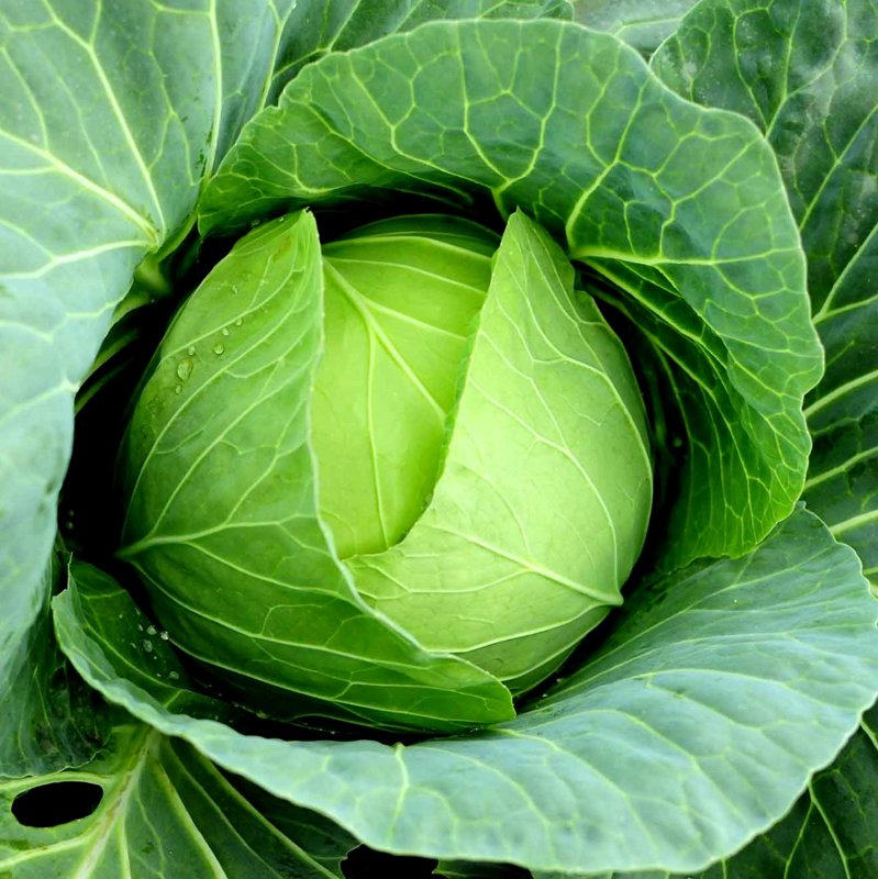 Kāposti STRUKTA F1 30 gab Takii Seed