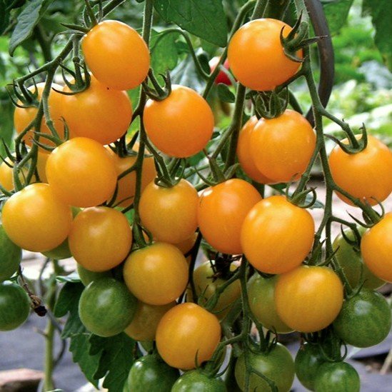 Tomāti SUMMER SUN F1 3 gab Hazera