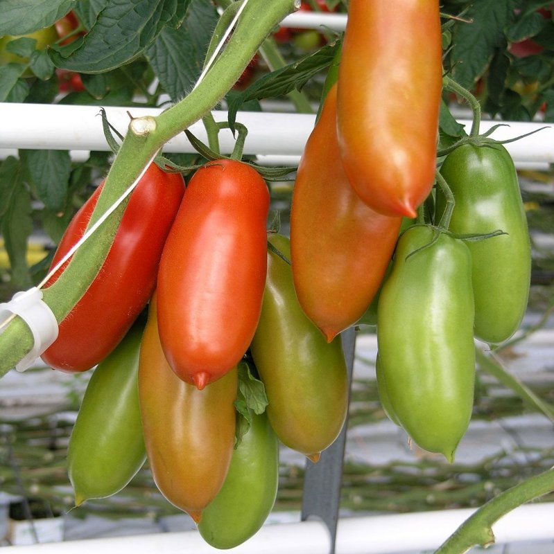 Tomāti SEVIOCARD F1 5 gab Syngenta