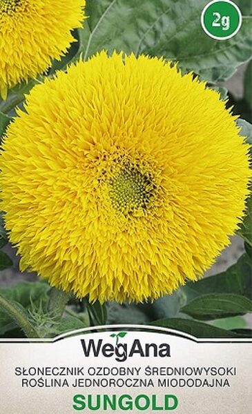 Saulespuķes augstās pildītas SUNGOLD 2 g WegAna
