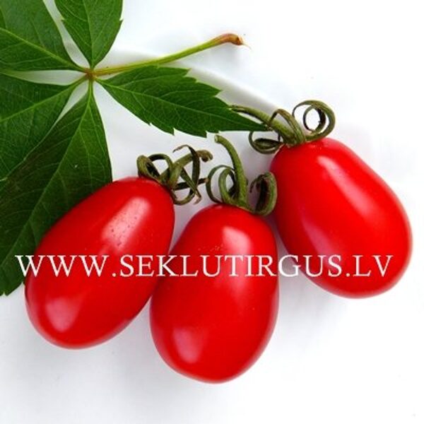 Tomāti SUNGRAPE F1 30 gab Tokita