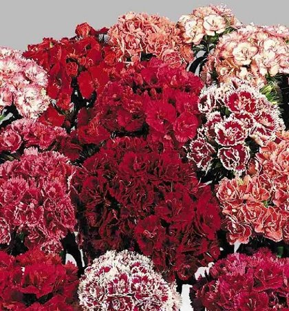 Studentu neļķes (SUPER DUPLEX) DOUBLE MIX 1 g Graines Voltz