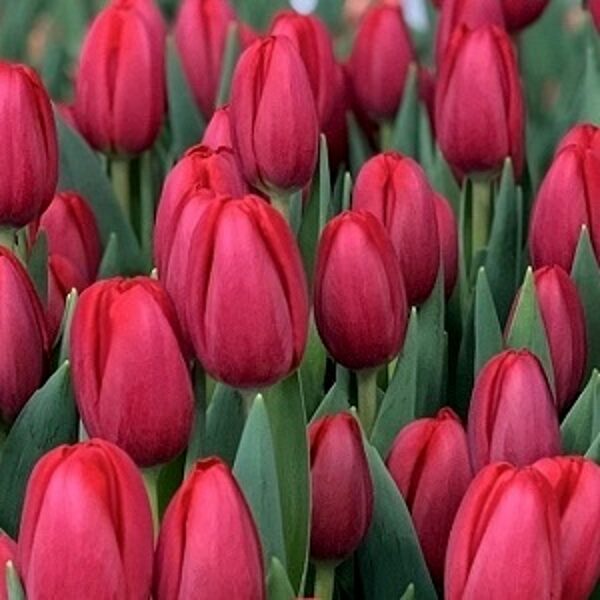 Tulpe triumfa SURRENDER 5 gab