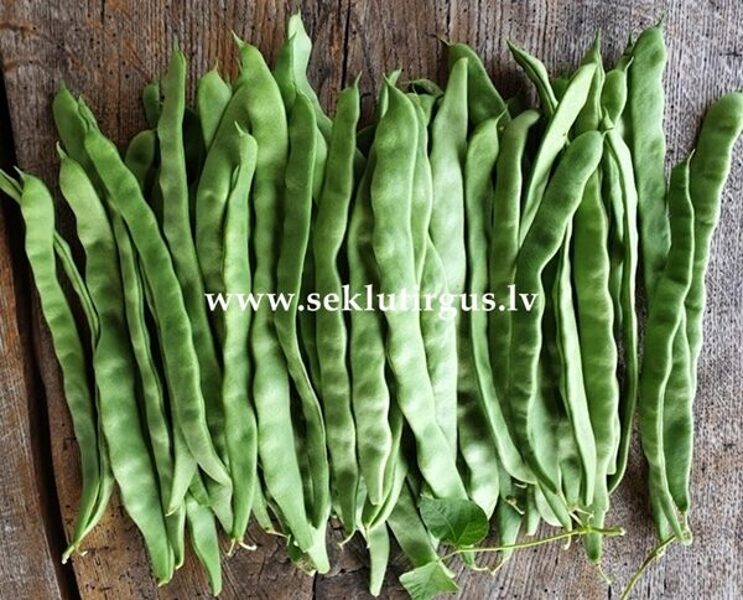 Sviesta pupiņas ALGARVE 1000 gab Holland-select