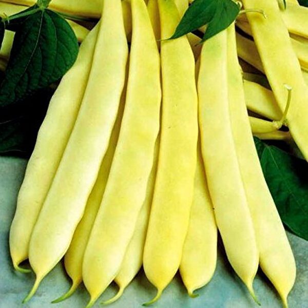 Sviesta pupiņas CAPITANO  apm.150 gab Holland-select