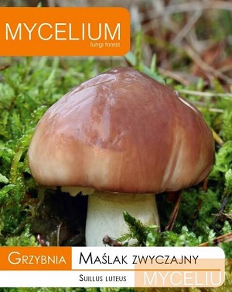 Sviestbekas micēlijs 10 g Mycelium