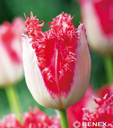 Tulpe bārkstainā Sweet Simone 1 gab