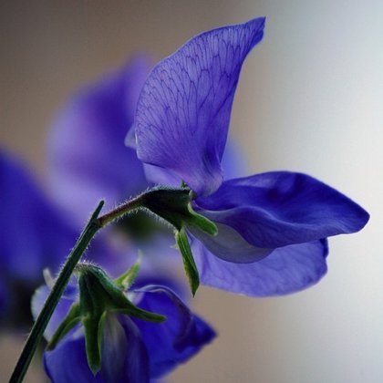 Puķuzirņi lielziedu smaržīgie Mammouth sērija  NAVY BLUE 20 gab Muller Seed