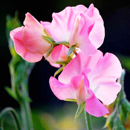 Puķuzirņi lielziedu smaržīgie Mammouth sērija ROSE PINK 20 gab Muller Seed