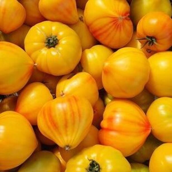 Tomāti GOURMANSUN F1 (HMC 44171) 9 gab Clause