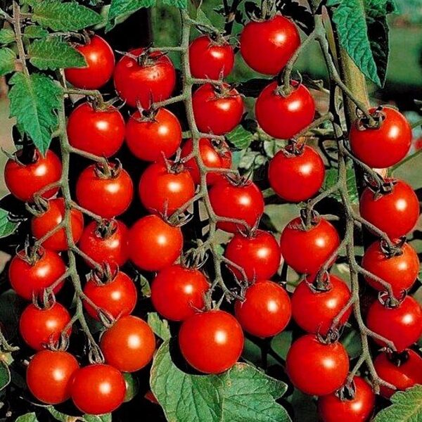 Tomāti CONCHITA F1 5 gab De Ruiter Seeds