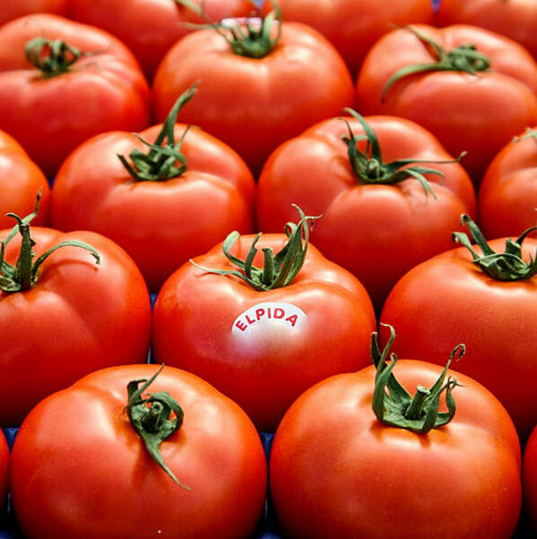 Tomāti ELPIDA F1 15 gab Enza Zaden