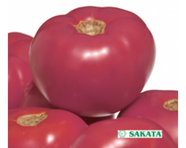 Tomāti FUJI PINK F1  50 gab Sakata