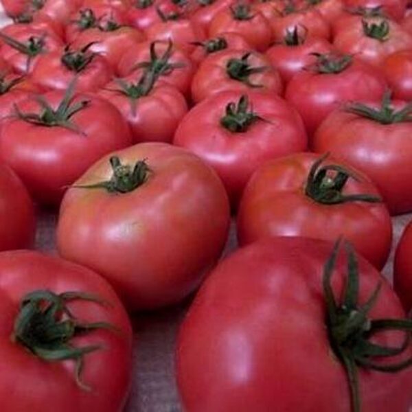 Tomāti GRYPHON F1 50 gab Nunhems