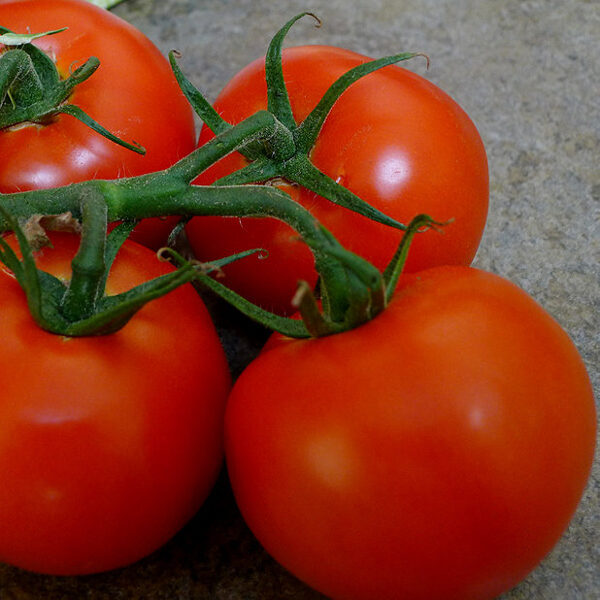 Tomāti LIANNE F1 15 gab ALSEED