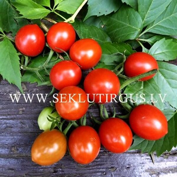 Tomāti RED HEART F1 9 gab Yuksel Tohum