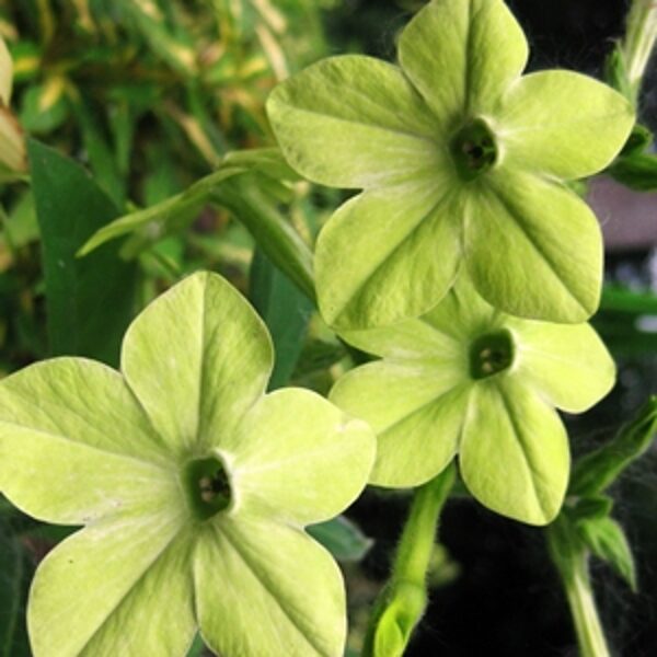 Sandera puķutabaka PERFUME F1 LIME 25 gab Graines Voltz