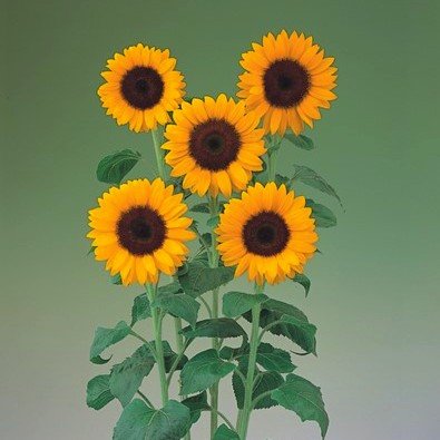 Saulespuķes Sunrich Orange F1 10 gab Takii Seed