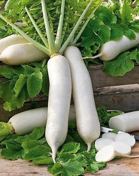 Redīsi Tama Winter F1  10 g Takii Seed