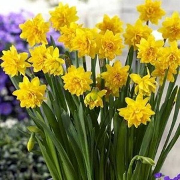 Narcises triandru TETE-BOUCLE 5 gab