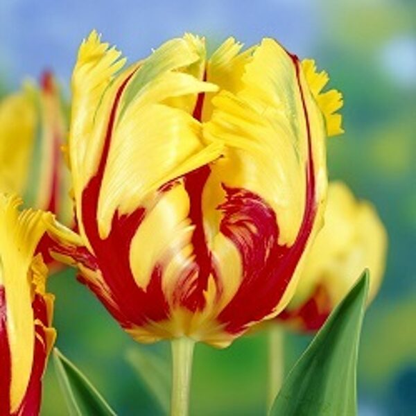 Tulpe papagaiļveida Texas Flame 5 gab