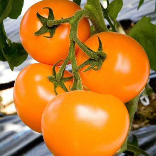 Tomāti TAIYO (TI 169) F1 15 gab Takii Seed