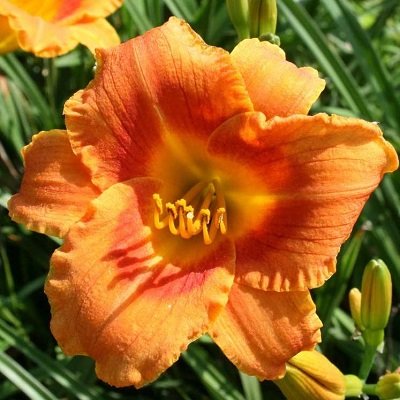 Dienziede TIGGER 1 gab (stāds)
