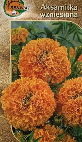 Samtenes augstās TITANIA 1 g Rekwiat A.P.