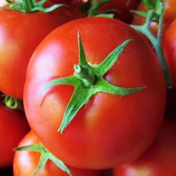 Tomāti AXIOM F1 50 gab (iediedzētas) Nunhems 