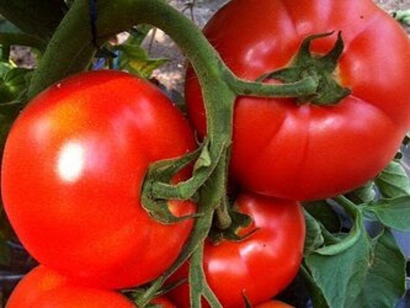 Tomāti BELLFORT F1 250 gab Enza Zaden