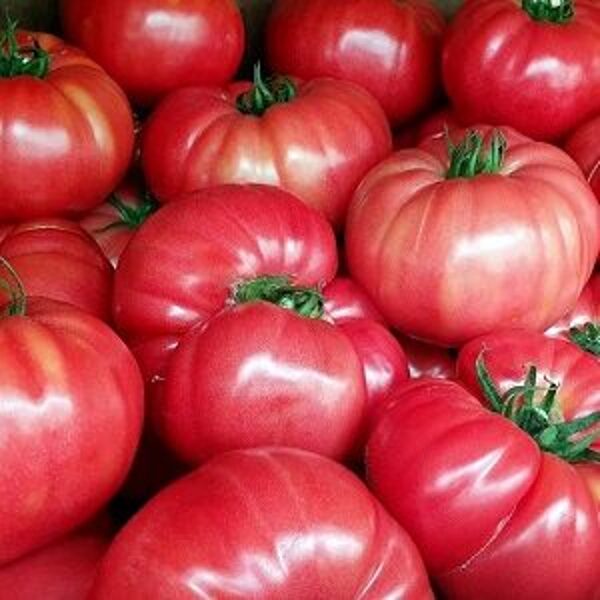 Tomāti  BUFFALOPINK F1 (HMC44169) 9 gab Clause