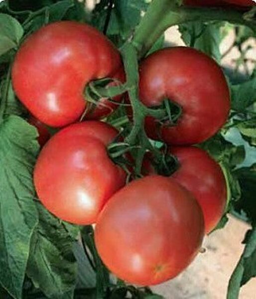 Tomāti PINK HEART F1 50 gab Nongwoo Bio