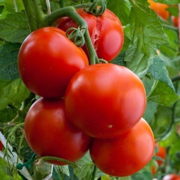 Tomāti BARON F1 30 gab W. Legutko