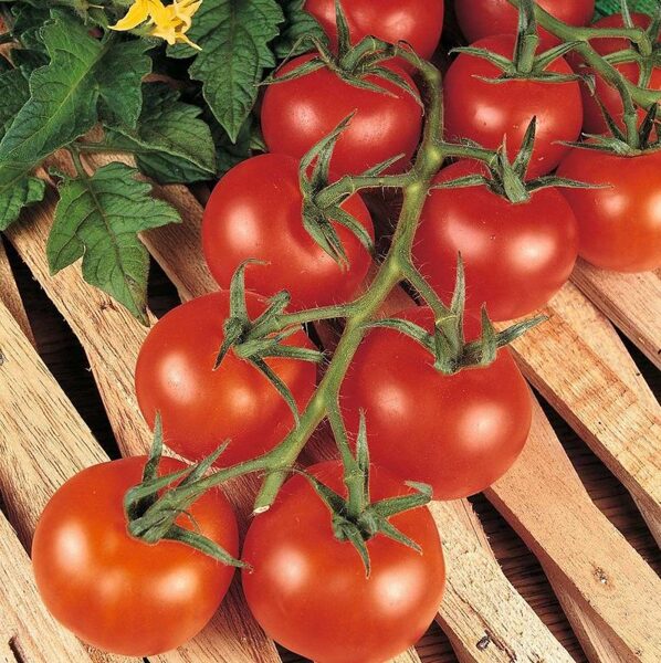 Tomāti BEJBINO F1 15 gab Semo