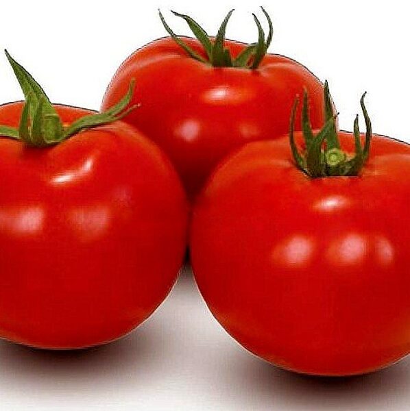 Tomāti BOBCAT F1 100 gab Syngenta