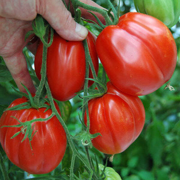 Tomāti BORSALINA F1 30 gab Gautier Semences