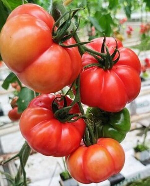 Tomāti BYSP 17-80 F1 9 gab Alseed