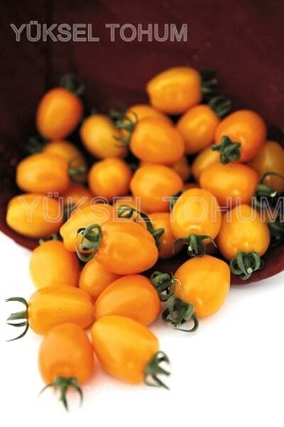 Tomāti CHICK F1 9 gab "Yuksel Tohum"