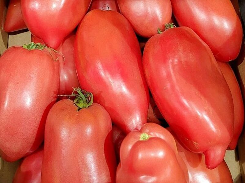 Tomāti CORNAROSE F1 30 gab Vilmorin