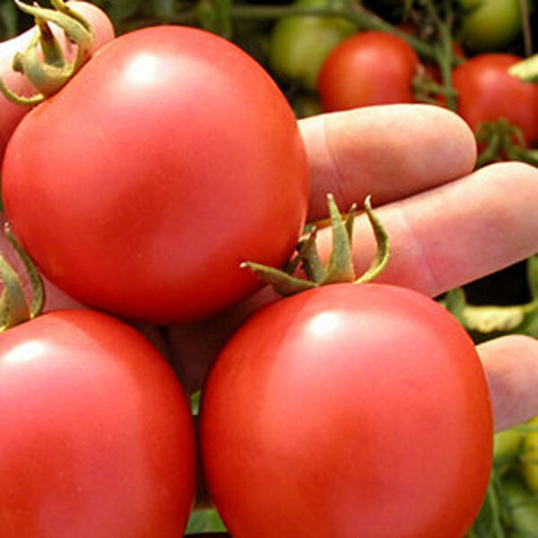 Tomāti DARINKA F1 30 gab Semo