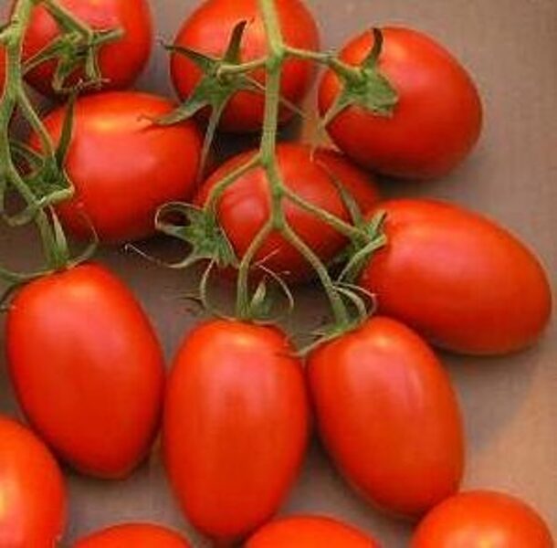 Tomāti DYNO F1 100 gab Clause