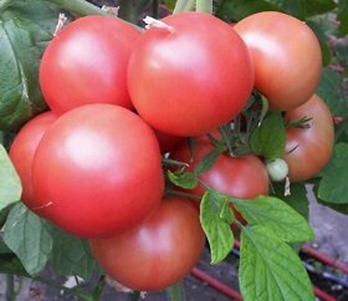 Tomāti HAPYNET F1 100 gab Syngenta