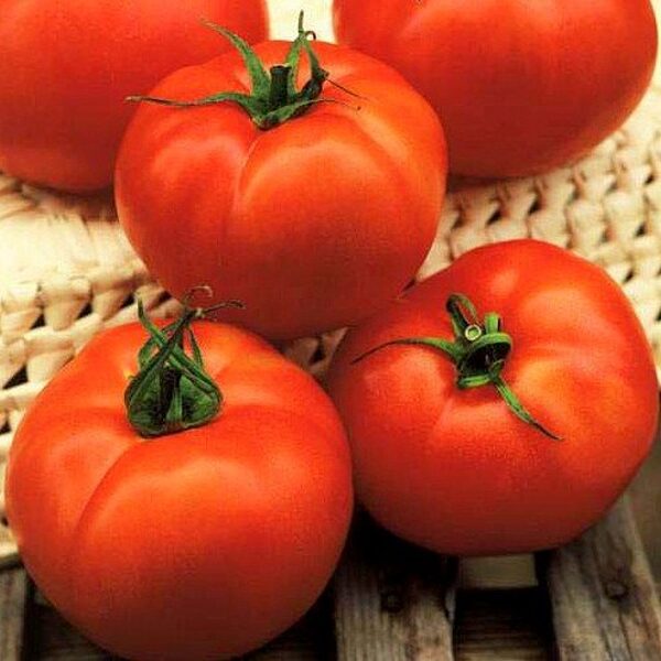 Tomāti HECTOR F1 45 gab Clause