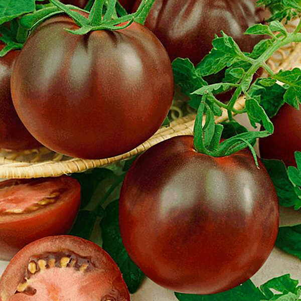 Tomāti KAKAO F1 9 gab Gautier Semences