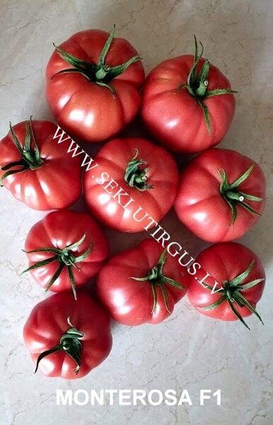 Tomāti MONTEROSA F1 3 gab Fito Semillas