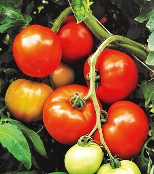 Tomāti  MOUNTAIN TIGER F1 15 gab Alseed