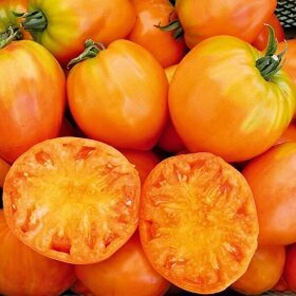 Tomāti OCHSENHERZ ORANGE 5 gab Graines Voltz