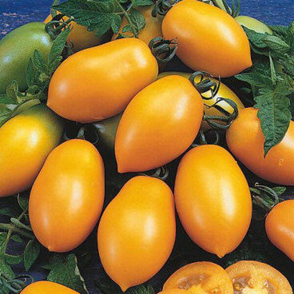 Tomāti ORGANZA F1 5 gab De Ruiter Seeds